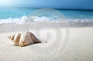 Seashell on the beach