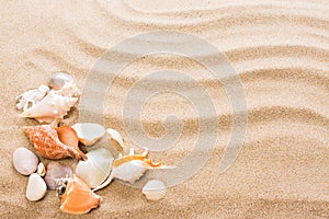 Seashell on the beach.  Summer background with hot sand