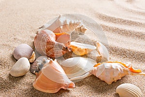 Seashell on the beach. Summer background with hot sand