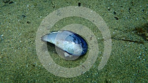 Seashell of bivalve mollusc Blue mussel or Common mussel Mytilus edulis undersea, Aegean Sea, Greece, Halkidiki