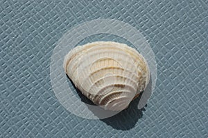 Seashell of bivalve mollusc cross-barred venus, Chione cancellata, on a blue background. photo