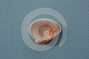 Seashell of bivalve mollusc cross-barred venus, Chione cancellata, on a blue background. photo