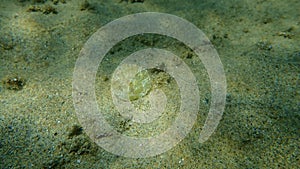 Seashell of bivalve mollusc European saddle oyster or European jingle shell, saddle oyster Anomia ephippium on sea bottom