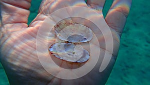 Seashell of bivalve mollusc flat sunsetclam, large sunset shell (Gari depressa) on the hand of a diver
