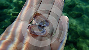 Seashell of bivalve mollusc flat sunsetclam or large sunsetclam, large sunset shell (Gari depressa) close-up