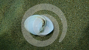 Seashell of bivalve mollusc Macomopsis cumana on sea bottom, Aegean Sea