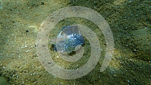 Seashell of bivalve mollusc rayed pearl-oyster Pinctada radiata drilled by sea snail banded dye-murex Hexaplex trunculus