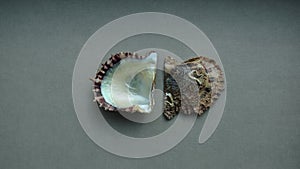 Seashell of bivalve mollusc rayed pearl oyster (Pinctada radiata) on a gray background