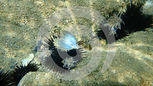 Seashell of bivalve mollusc rayed pearl oyster or rayed pearl-oyster Pinctada radiata undersea