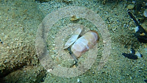 Seashell of a bivalve mollusc rosy razor clam Solecurtus strigilatus eaten by octopus on sea bottom.