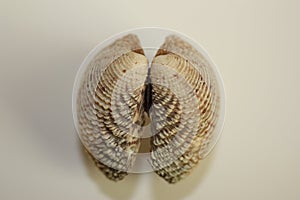 Seashell of bivalve mollusc warty venus shell or clam, warty venus, Venus verrucosa, on a neutral background.