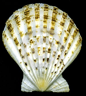 Seashell bivalves