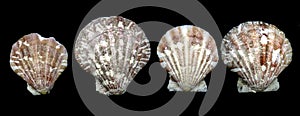 Seashell bivalves photo