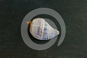 A seashell on a black background of Melongena melongena