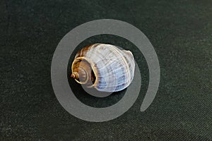 A seashell on a black background of Melongena melongena