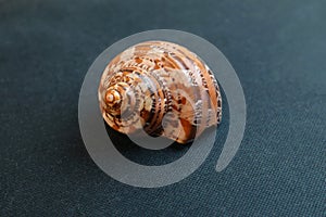 A seashell on a black background of Turbo jourdani.