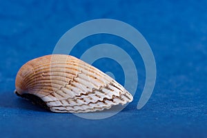 Seashell on a blue background