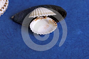 Seashell on a blue background