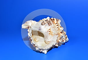Seashell on a blue background. Sea shells collected on tropical sandy beach from ocean. Mermaid from salt sea water for cosmetic