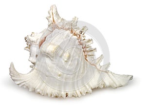 Seashell