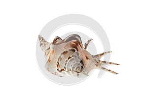 Seashell with brown patterns, isolated on white background