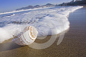 Seashell on Canteras Beach photo