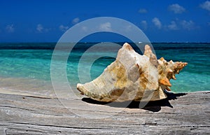 Seashell close-up with a turquoise sea behind, in Cayo Bolivar, Colombia photo