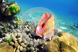 Conchas en caribe Acantilado vistoso el mar 