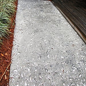 Seashell and cement paving closeup. Copy space.