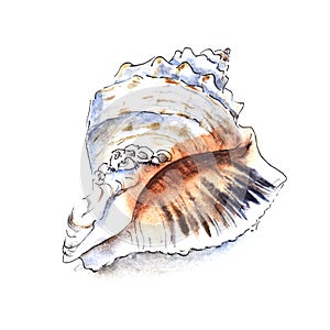 Seashell of cephalopod mollusk Rapana. Hand drawn watercolor sketch