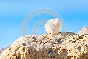 Seashell of Cerastoderma lamarcki on a stone against light blue clear sky