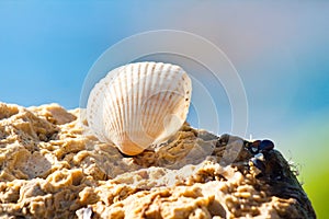 Seashell of Cerastoderma lamarcki on a stone, bright colorful background