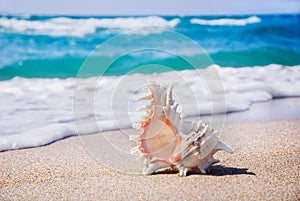 Seashell on the clean sandy beach