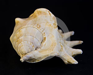 Seashell close up.