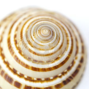 Seashell close up - sundial shell