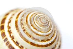Seashell close up - sundial shell