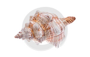 Seashell closeup. Isolated on white background. Clipping path