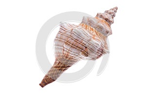 Seashell closeup. Isolated on white background. Clipping path