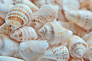 Seashell collection close up, whites, pastels, sea urchin shells