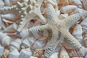 Seashell collection close up, whites, pastels, sea urchin shells