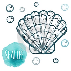 Seashell collection hand drawn aquatic doodle vector illustration. Sketch.