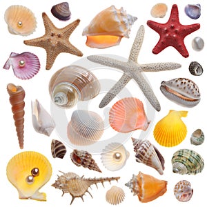 Seashell collection isolated