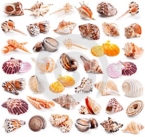 Seashell collection isolated on a white