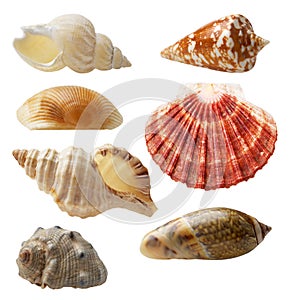 Seashell collection photo