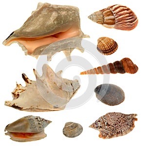 Seashell collection isolated on the white background photo