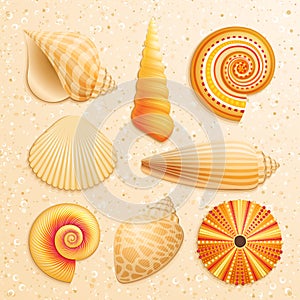 Seashell collection on sand background