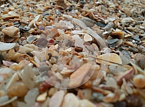 Seashell