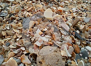 Seashell