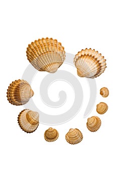 Seashell composition