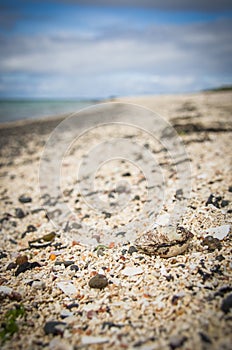 Seashell at Coral Beach in Claigan on Isle of Skye in Scotland